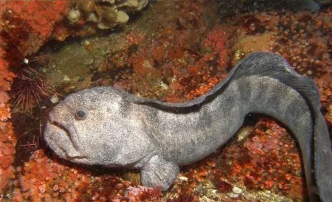 The Enigmatic Wolf Fish: Masters of the Cold - Water Depths