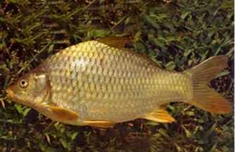 Cyprinus acutidorsaulis: The Endemic "Sea Carp" of South China's Estuaries