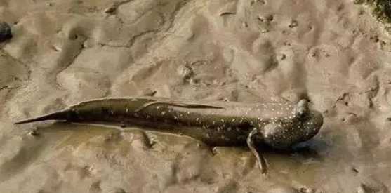 Periophthalmus spp.: The Amphibious "Mud Skippers" of Coastal Ecosystems