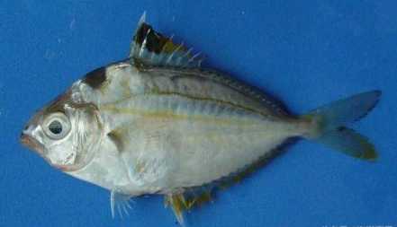 Equulites rivulatus: The Collared Ponyfish of Tropical Shores