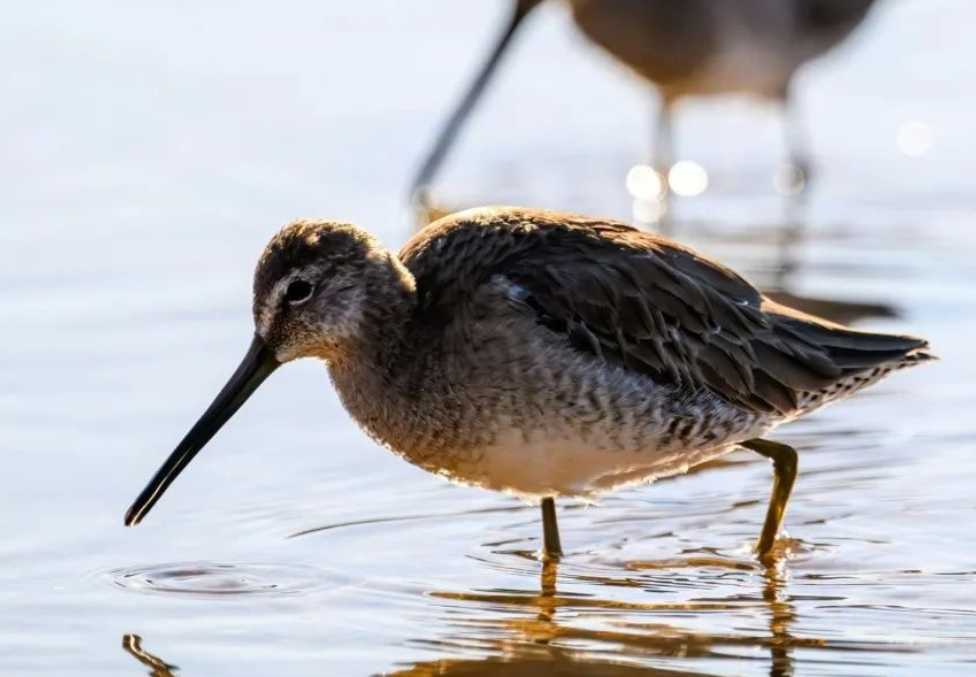 Long - Billed Dowitcher: A Marvel of the Shorelines