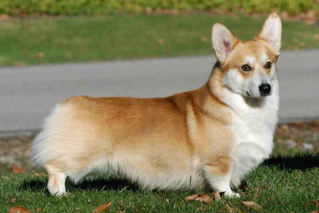 Charming Pembroke Welsh Corgi: A Beloved Breed with Royal Charms and Distinctive Traits