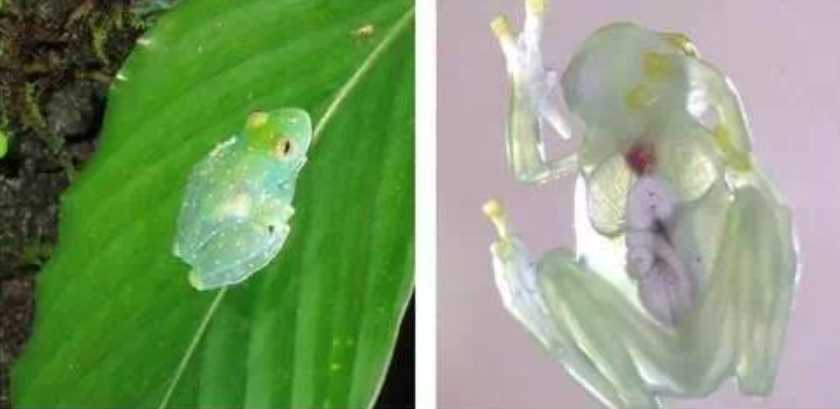 The Glass Frog: Nature’s Transparent Amphibian with a Window to Its Inner World