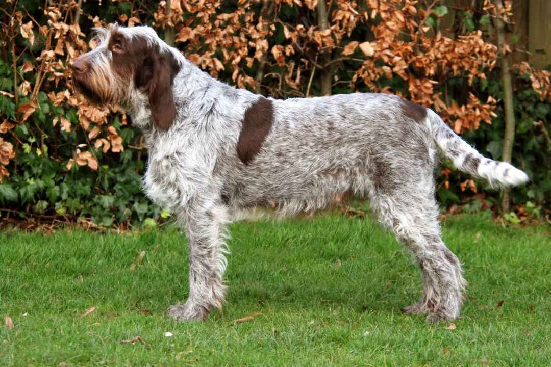 Spinone Italiano: The Gentle Giant of Italian Canine Heritage