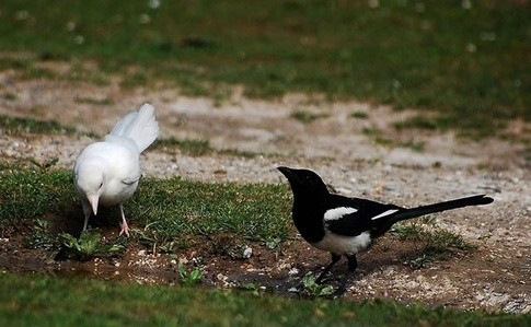 The Albino Magpie: A Rare Feathered Anomaly in the Avian World