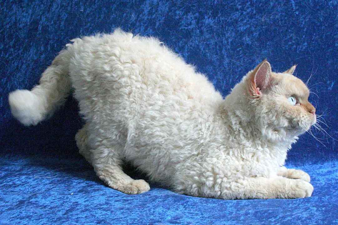 Meet the Selkirk Rex: The Adorable Curly-Coated Cat Breed Taking the World by Storm