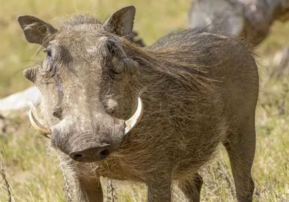 The Warthog: Africa’s Grotesque Yet Resilient Oddity